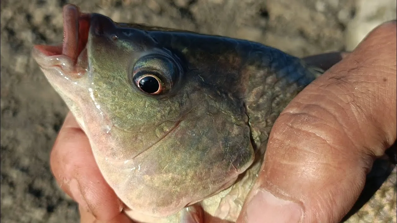 Catch big fish