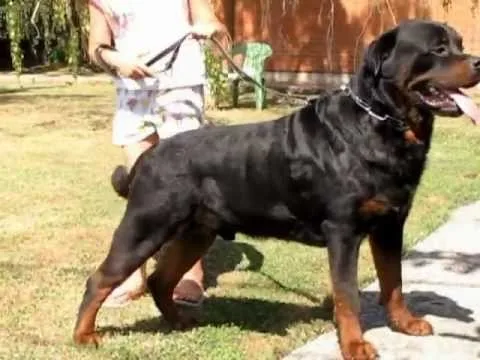 ROTTWEILER GIGANTE LEO MESSI degli Idoli Neri By Roccia Nera