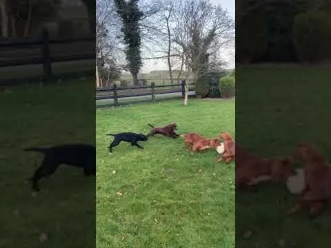 Este perro vio muchos partidos de Leo #Messi 🤣