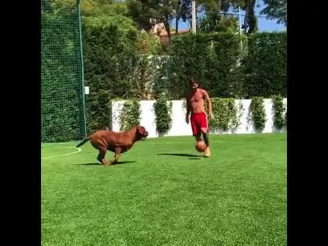 LIONEL MESSI PLAYING FOOTBALL WITH HIS DOG!