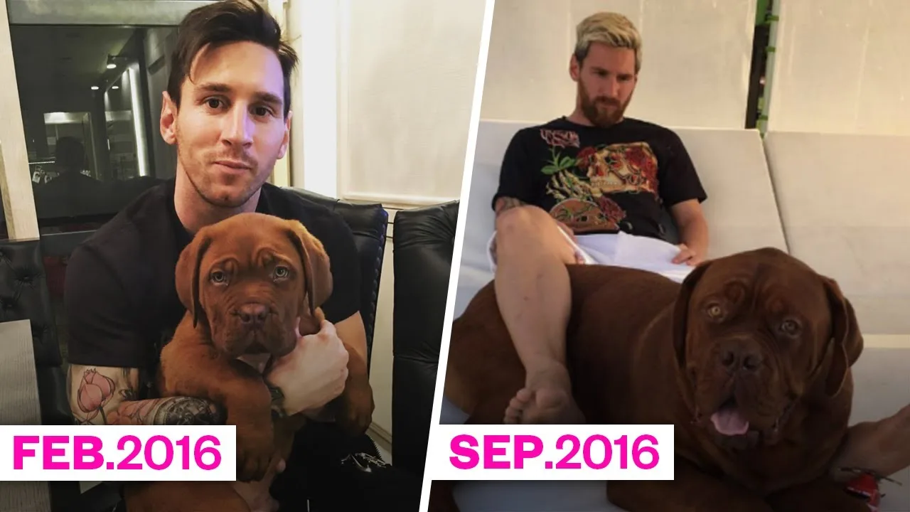Quelle taille et quel poids fait Hulk, le chien de Leo Messi