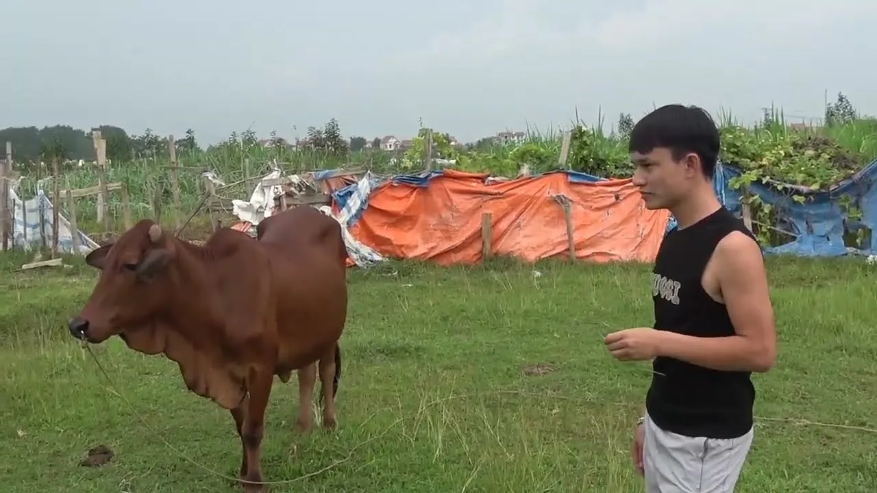 Đây là con bò Cobe mà Khánh Duy cất công mua và chăm sóc