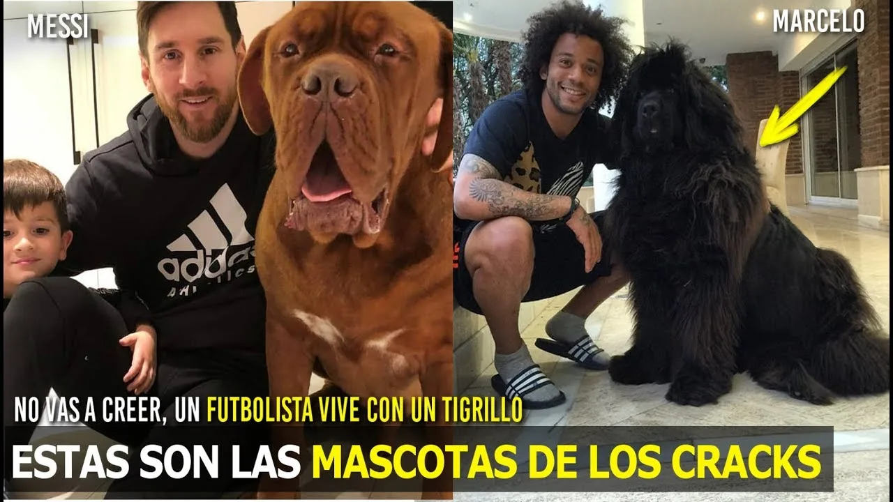 ASÍ SON LAS ÍNCREIBLES MASCOTAS DE LOS FUTBOLISTAS, VIVEN